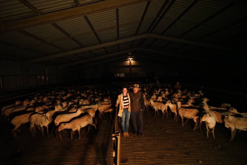 Jeanine Kimm and father Noel Kimm with the 358 shorn Merino ewes which were supplied by the Rose family, Rotherwood, Cassilis. Picture by Nikki Lyons.