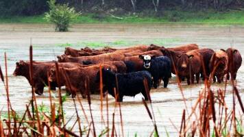 The Shoalhaven is piloting a program helping farmers protect their stock from floods. Picture supplied.