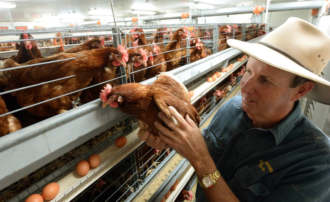 Tamworth egg producer, Bede Burke, says there are a lot of crazy expectations among anti-cage lobbyists who want farmers to spend $500 million transitioning the caged egg industry to more expensive and less healthy conditions. 
