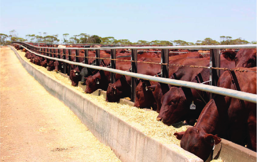  Santa Gertrudis steers at S. Kidman and Company's Tungali Feedlot, Sedan, SA, which new bidder, the BBHO farming consortium, intends to maintain as part of its $386 million bid for the company.