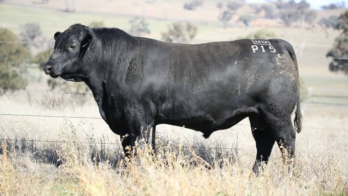 Millah Murrah Paratrooper P15 is ranked number two for units of semen sold through ABS Australia (pictured at 17 months). Photo: supplied