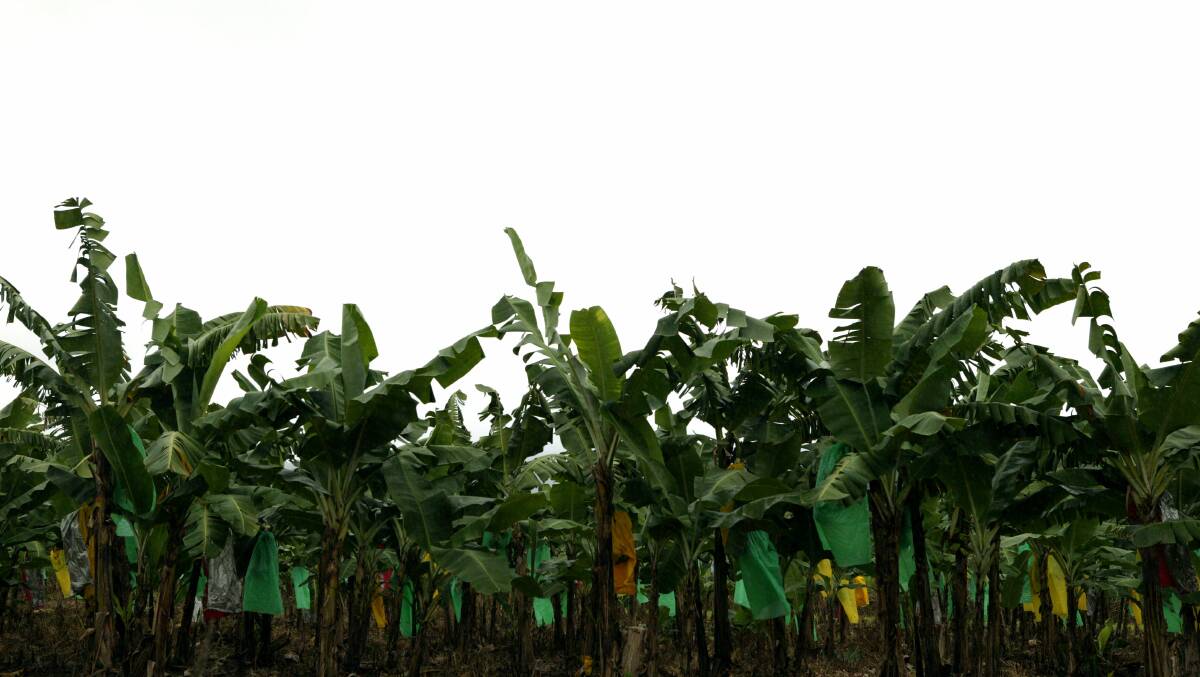 Queensland Panama disease experts are heading overseas to share their expertise and hone their skills to better protect Queensland's banana industry.