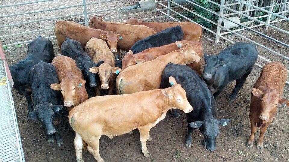 Some of the store cattle that went under the hammer at last Friday's sale.