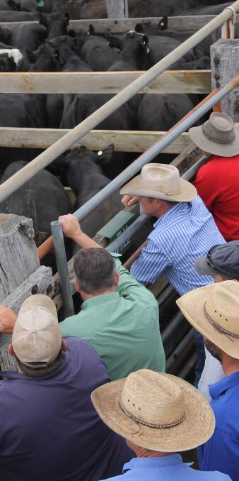 Buyers from Gippsland and interstate were pushed to bid up to secure cattle to fill truckloads.