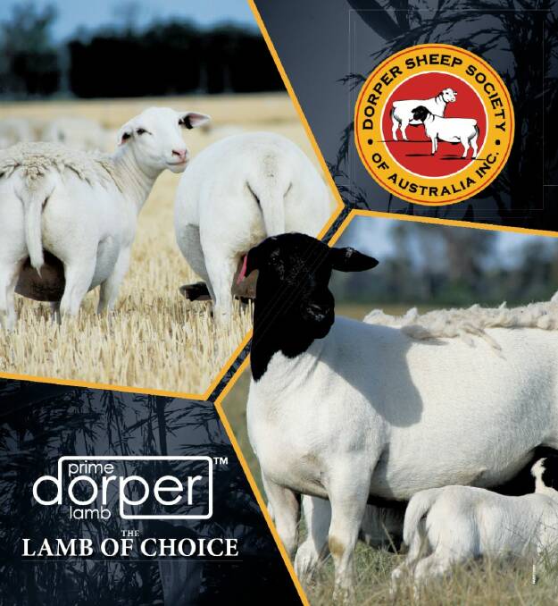 Prime Dorper Lamb | Magazine