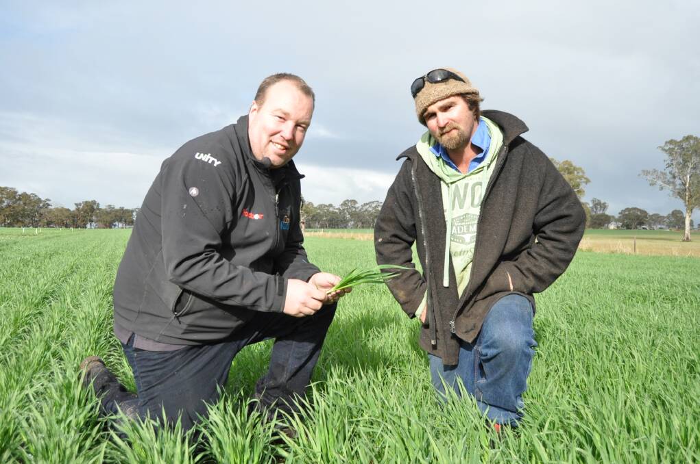 PLEASED: Cox Rural Naracoorte agronomist Matt Winslow and Frances farmer Tim Fry inspect his oat crop at Wallabrook. Photo: ANDREW LODIONG