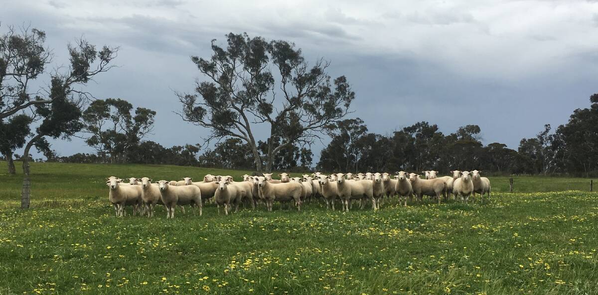 MONEY SAVERS: The best traits of multiple breeds can be utilised by producing maternal composite sheep, according to Days Whiteface owner Lachy Day. 