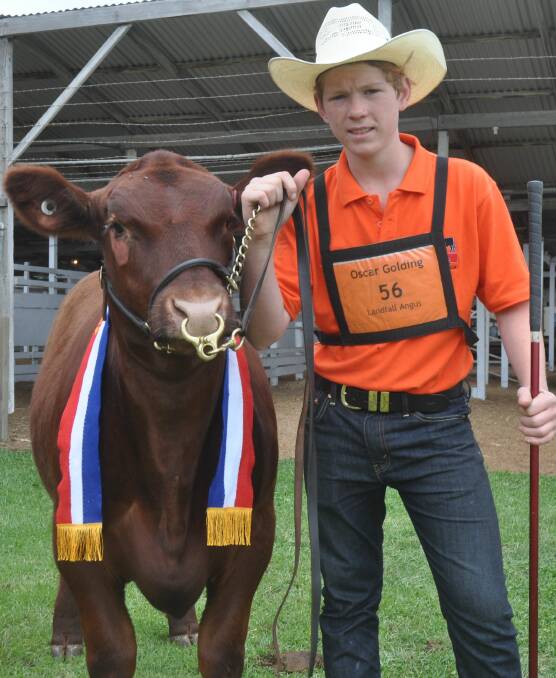STEER CHAMP: Oscar Golding, Hahndorf, won champion steer with his Angus-Shorthorn in the cattle classes.