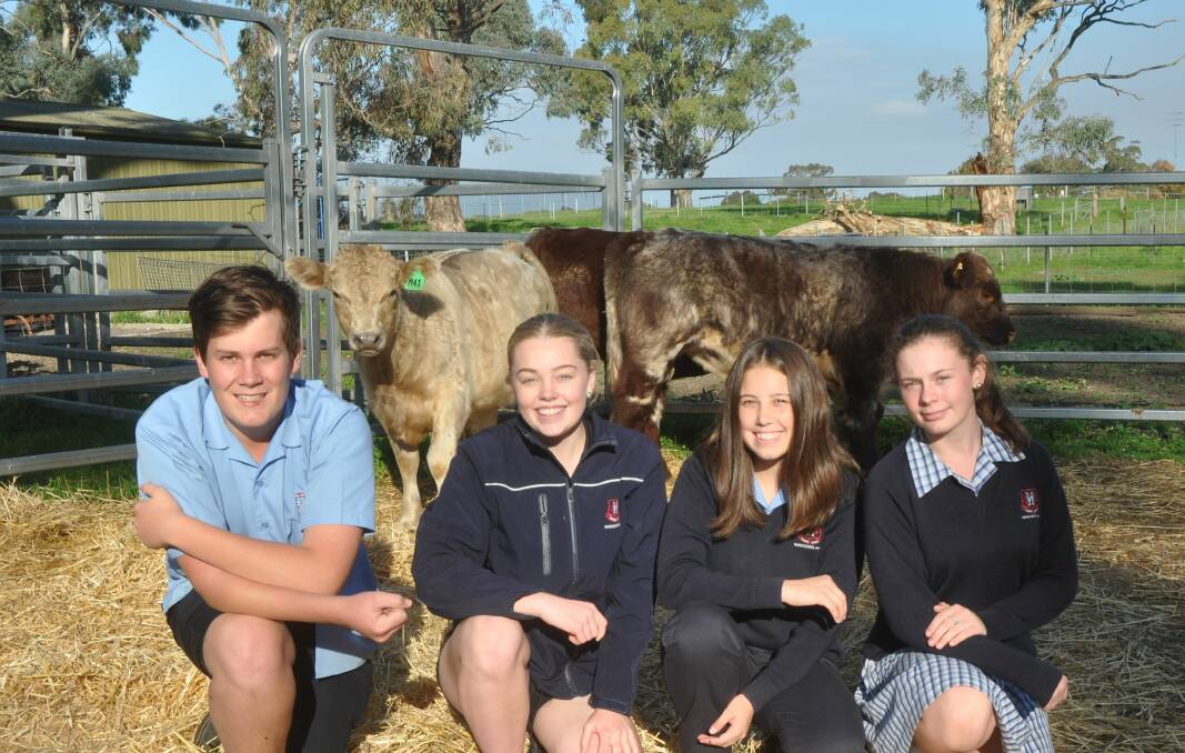 TOP EXPERIENCE: Naracoorte High School students Angus Pilmore, Abbey Male, Chloe Beaumont and Jess Dunstan are excited about the 2017 Landmark CGU SA Junior Heifer Expo.