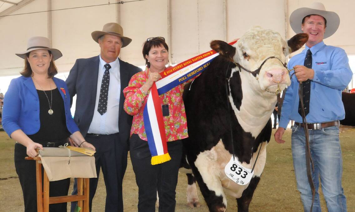 INTERBREED WIN: Steward Kate McGregor; judge Gary Clarke, Tas; Karen Smith, Currabubula, NSW, sashing the grand champion Poll Hereford and supreme beef bull Minlacowie Jubilant J123 being led by Tom Honner, Brentwood.