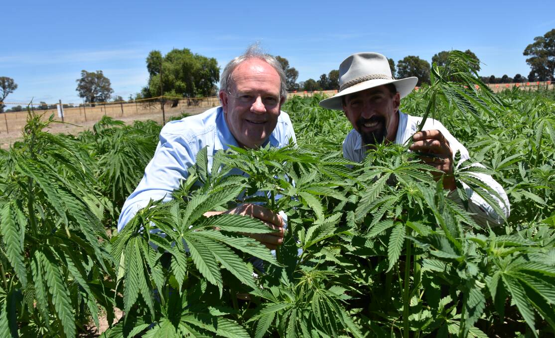 TIME TRIAL: PIRSA grains account manager Dave Lewis and SARDI research scientist Mark Skewes at the Kybybolite hemp trial.