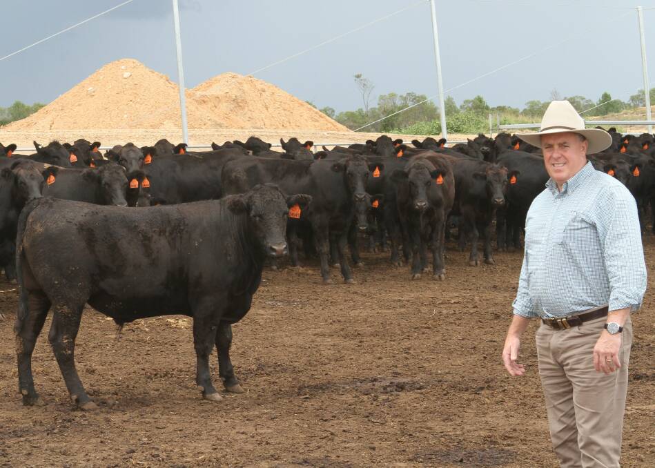 NICHE BEEF: Quality Foods Australia managing director Mark Dyson with Wagyu cattle at the Maydan feedlot in Warwick, Qld.