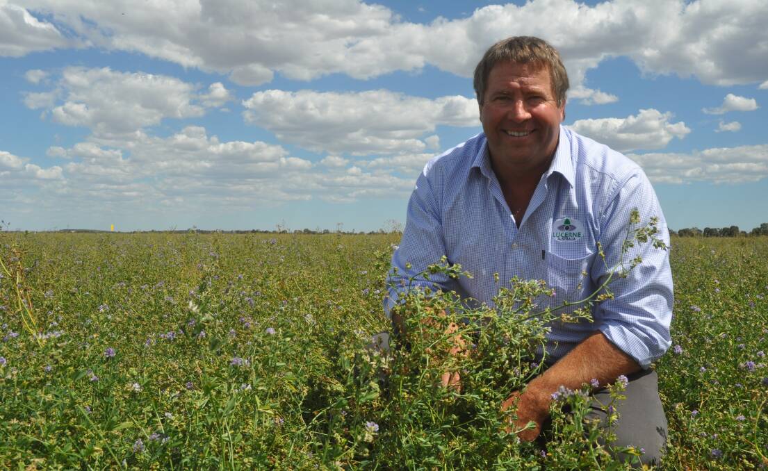 SOLID RESULT: Lucerne Australia chairman and Tintinara grower Bruce Connor says the 2016-17 lucerne seed harvest, which is about 80pc complete, has been disappointing but not a disaster like the seed wasp year of 2012.