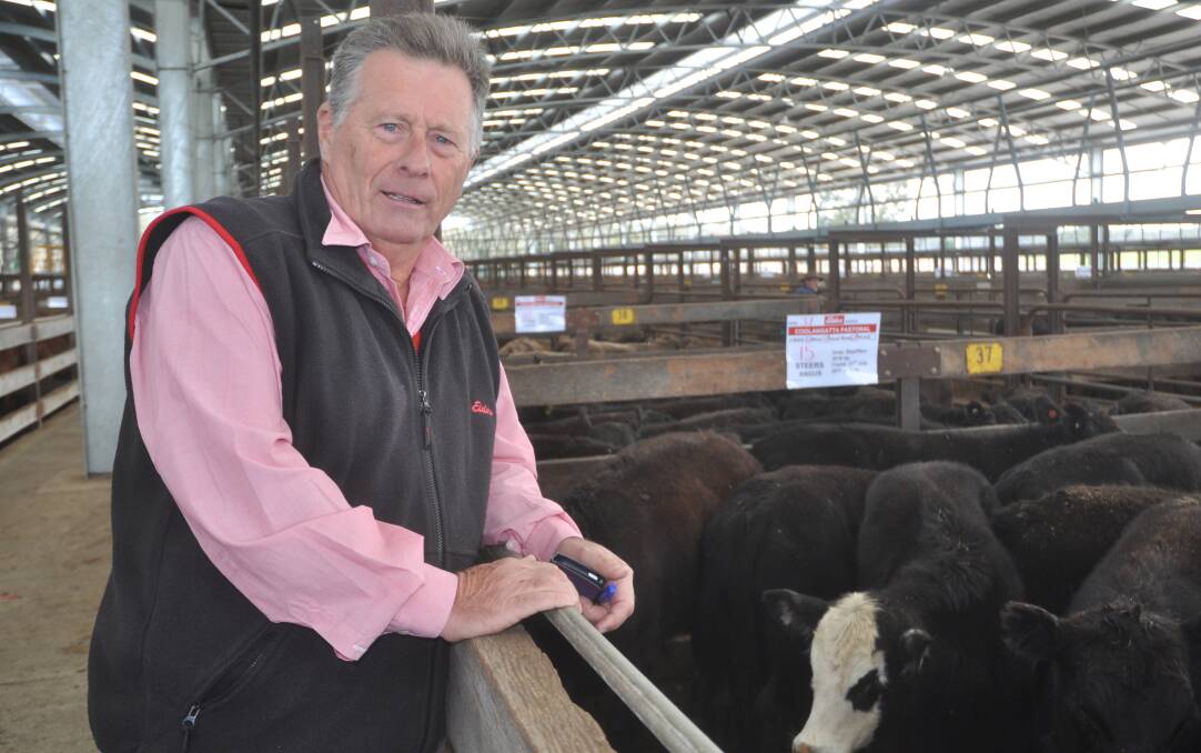 QUORN CONSIGNMENT: Elders northern cattle coordinator Bruce Cameron with Angus steers from clients Coolangatta Pastoral, Quorn. The 48 8-11 month old steers averaged $836 while the 47 heifers averaged $706.