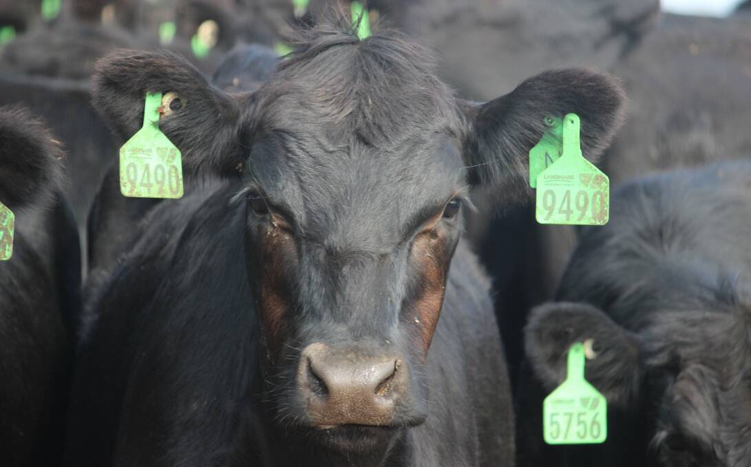 LANDMARK CATTLE: Angus heifers at the pre-export quarantine facility near Portland, Vic, last week for one of Landmark International's orders to China. The company has been adding competition to the marketplace.
