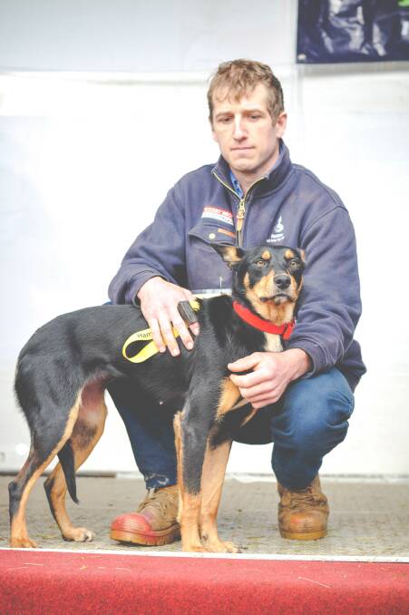 TOP DOG: Jack Leonard, Melville Forest, Vic, equalled the national kelpie record at Casterton, Vic, at the weekend with Moora Dotti, which sold for $12,000.