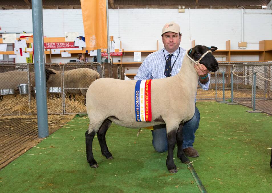 SPECIAL EWE: Allendale stud principal Alastair Day holds the 2016 champion Suffolk ewe, which was also interbreed short wool champion ewe.