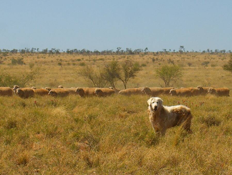 FLOCK GUARDS: Maremmas have proven a great success on Dunluce Station, Hughenden, Qld, dramatically reducing sheep flock losses from wild dogs. 