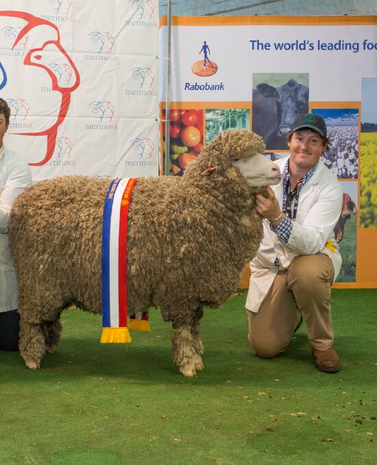 MATERNAL STRENGTH: John Dalla, Orrie Cowie stud, Warooka, with the champion strong wool, August-shorn Merino ewe from the 2016 Royal Adelaide Show.