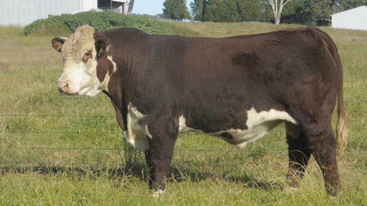 SALE TOPPER: Supple Panlicker P160 offered by Ben and Leanne Rumbel, Guyra, NSW, topped the Dubbo Hereford Show & Sale which was this year held on AuctionsPlus. Panlicker made $16,000 selling to Gunyah Herefords, Cooma, NSW.