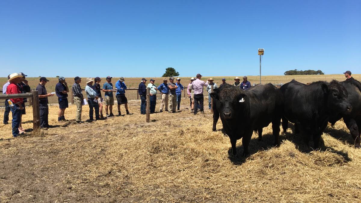 Raven Limousin and Limflex stud, Field, held the first Bred Well Fed Well cattle workshop in SA late last year.
