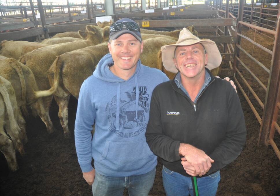 HEIFER HIGH: Frances Dairy manager Tim Nowell, with Landmark Naracoorte livestock manager Brendan Fitzgerald, in their $1416 top price Charolais-Murray Grey heifers.