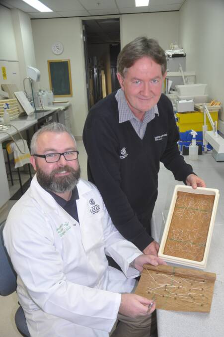 BUSINESS EXPANSION: Seed Services Australia supervisor Aaron Keane and manager Peter Smith look over some germination tests.