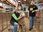 Sarah Westerholm, Keith, with her two junior buddies Lacey Thompson, Lucindale, and Josephine Schluten, Kangarilla, at the SA Sheep Expo. Picture by Catherine Miller