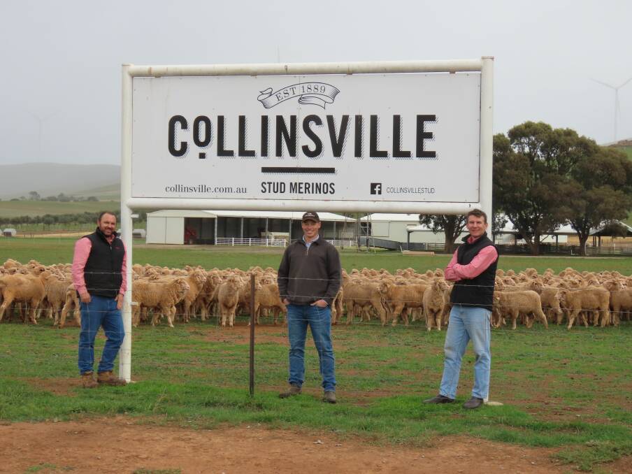 RIPPER RESULT: Elders key account manager Ben Finch and Collinsville general manager Tim Dalla with the $330 Merino ewe lambs which were bought by Elders Minlaton's Adam Pitt. 