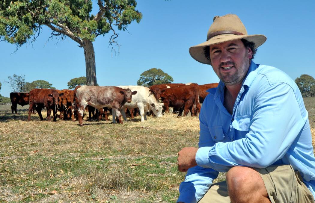 SHORTHORN ADVOCATE: Rob Starling, Telang Pastoral Company, Kingston, with some of their EU-accredited Shorthorn steers. Running large numbers of sheep, he says it is important to have an easy-care cattle herd.