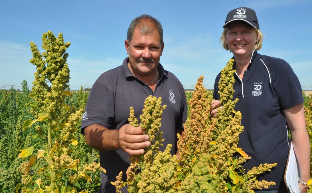 QUINOA EVALUATION: SARDI's senior technical officer Ian Ludwig and senior research officer Amanda Pearce are managing the RIRDC-funded quinoa trial at Bool Lagoon.