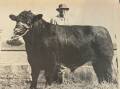 A new SA record price of $8000 for a SA bred Poll Shorthorn was made by DW&PM Barkley, Newbold, Gawler River when EL&NE Hoffrichter, Pasadena stud, Loxton, bought the stud bull Newbold Matchless. Matchless- a 20 month old red roan- is pictured above with Mr EL Hoffrichter.