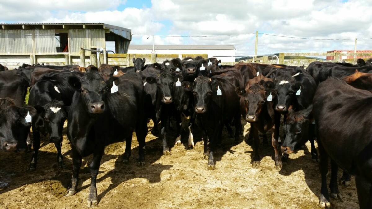 New Zealand crossbred dairy heifers sourced by Wellard were this week shipped to Sri Lanka.