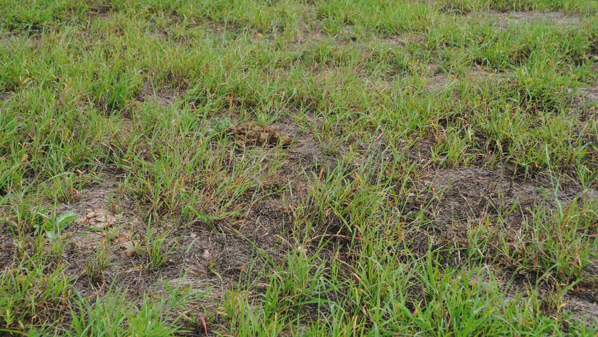 WATCH FOR: The early stages of pasture dieback in southern Queensland.