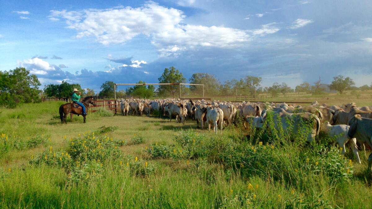 PICTURESQUE: AN image by beef producer Jacqueline Curley of her family's Gipsy Plains Brahmans north of Cloncurry. 