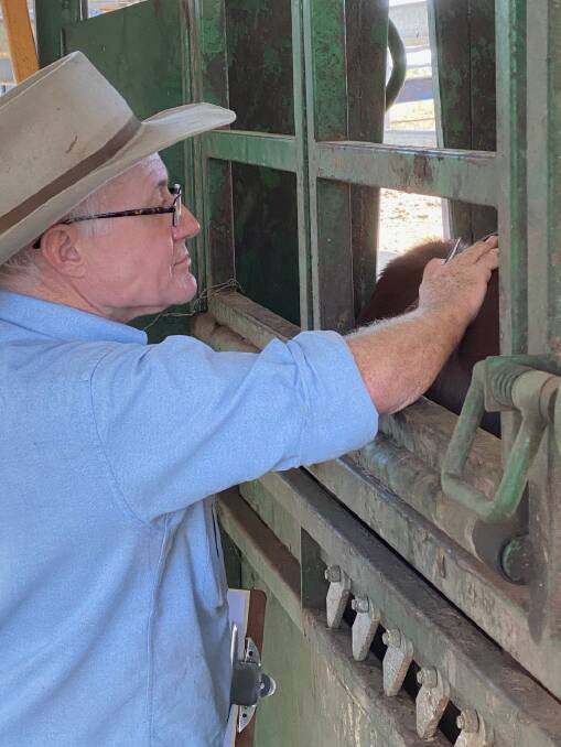 Queensland Department of Agriculture's Mick Sullivan checks the body condition of cattle as part of a leucaena trial. 