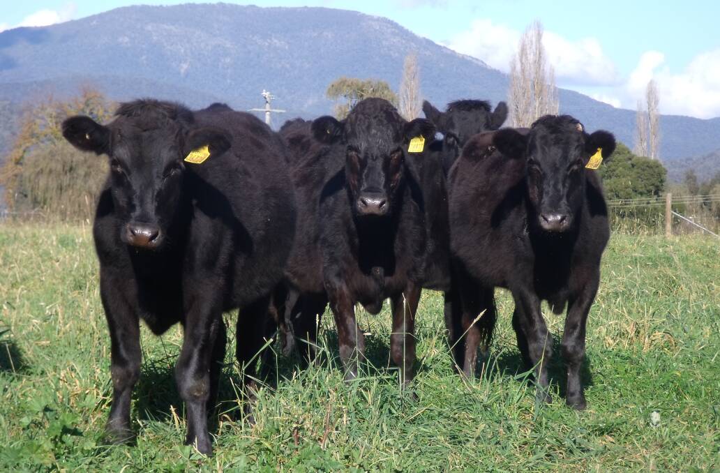  
Yearling Wagyu Holstein steers being backgrounded on the Sher family’s property “Carinya”, Tallangatta Valley, Victoria.