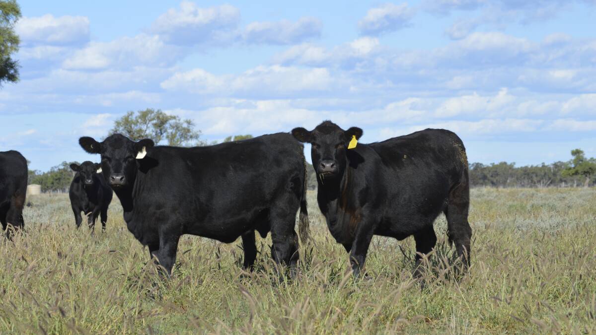 Angus benchmarking sire nominations open