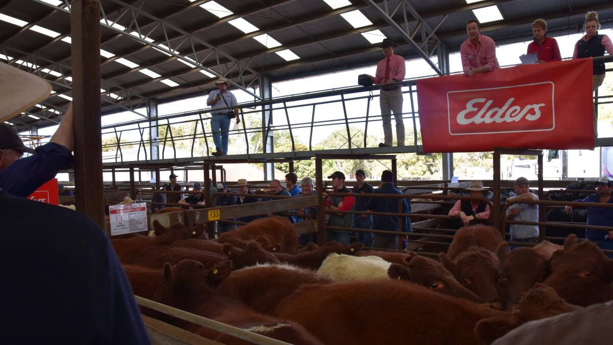 Elders Lucindale's Ronnie Dix sold these 17 Shorthorn heifers from Newenham, Strathalbyn, at $1050 or $2.85/kg at Naracoorte on Thursday last week.
