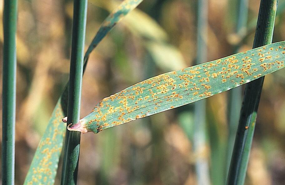 LOOK OUT: Barley leaf rust. Photo: HUGH WALLWORK