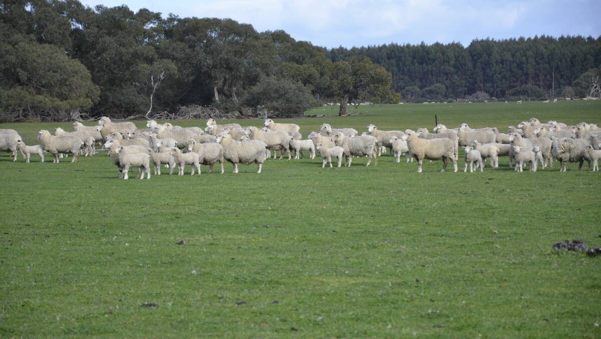 MAGNIFICENT MATERNALS: David Westbrook's Highlander first-cross ewes with lambs at-foot run at Parndana. The breed boasts high ewe fecundity.