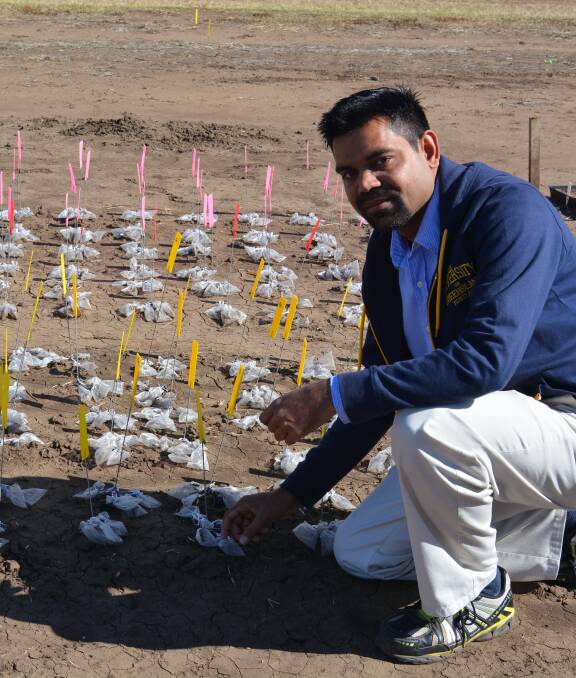 Dr Bhagirath Chauhan, Principal Research Fellow with the Queensland Alliance for Agriculture and Food Innovation is studying the ecology of ten emerging weeds in the northern grains region to help identify the most effective control tactics.