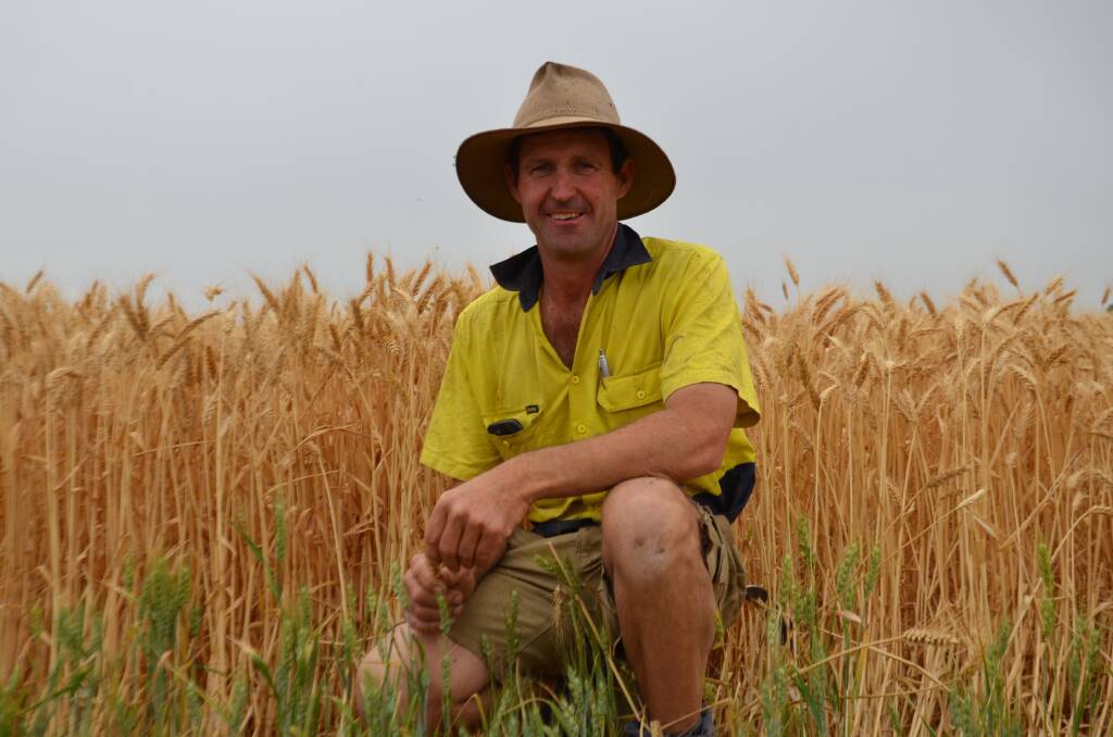 ANTICIPATION: Freeling cropper Damien Amery says Mace wheat is ready for reaping, but rain continues to hamper harvest.
