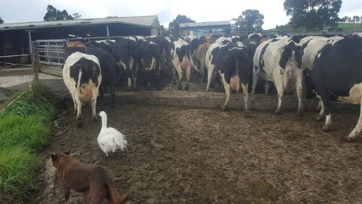 Flo the goose mooves cows