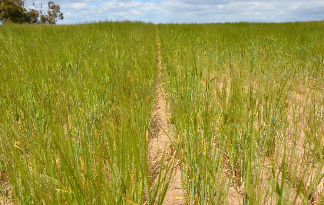 COMPARISON PADDOCK: Spader comparison rows in Compass barley, with the patchy non-spaded area on the right affected by rhizoctonia.