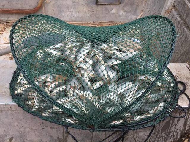 NET PEST: Jack Cullinan, Carstairs Station, via Pooncarie, NSW, said he pulled more than 200 small carp out of one net recently when yabbying in Far West NSW.