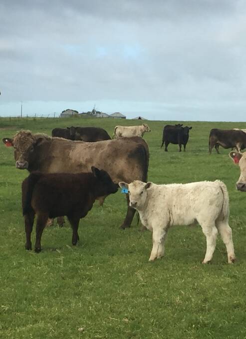GOOD MONEY: The Nankivells' late May-drop Murray Grey calves.