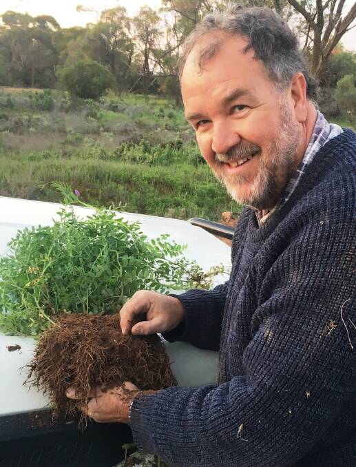 Peter Kuhlmann checks nodulation on a vetch plant growing on his property at Mudamuckla, where he will host a field day for local farmers on August 15.