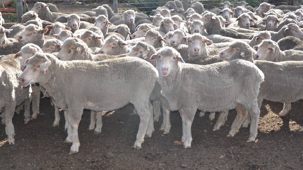 Genetics focus leads to major wool improvement