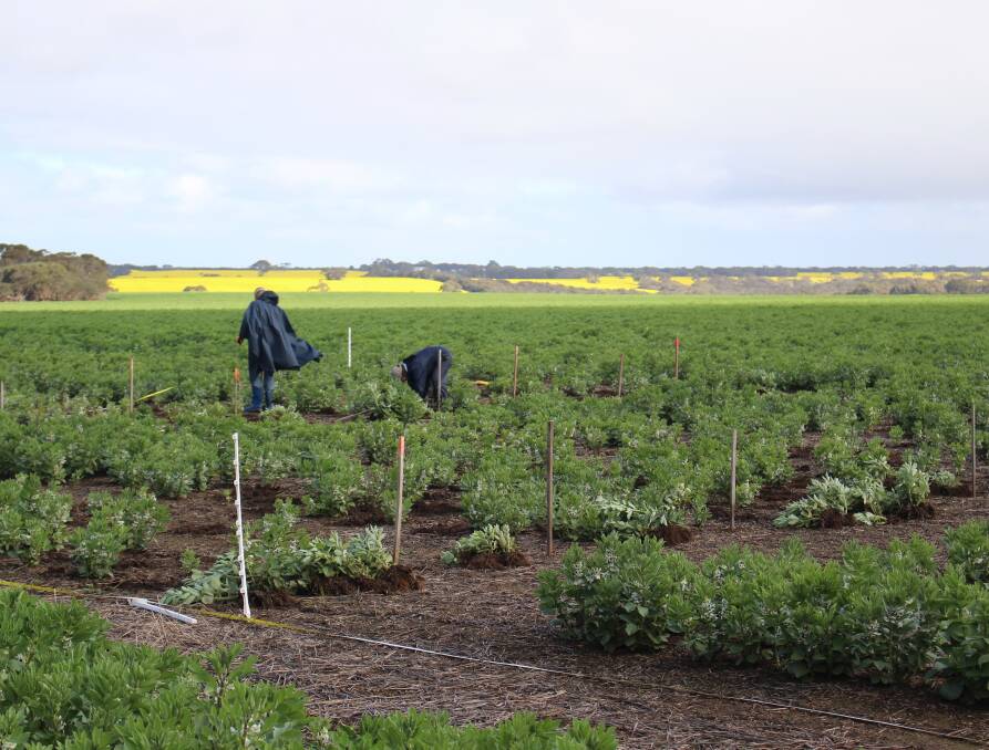 FIELD WORK: Looking for improved nodulation for broad beans on acid soils of Kangaroo Island. Trial work led by Unviersity of Adelaide senior extension officer Maarten Ryder showed very promising results for new rhizobia strains.